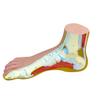 Anatomical Model: Normal Foot - 1 Each/Each - 12-4802 view 1