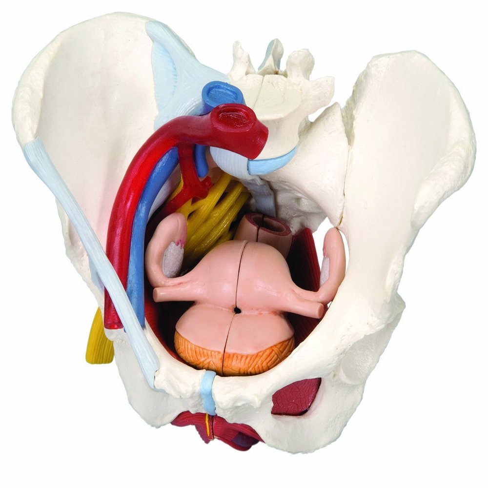 3B Scientific 3b Scientific Anatomical Model - Female Pelvis, 6-Part with Ligaments - Includes 3b Smart Anatomy