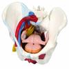 3B Scientific 3b Scientific Anatomical Model - Female Pelvis, 6-Part with Ligaments - Includes 3b Smart Anatomy view 1