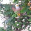 Attack Eagle Decoy with Sound System,Light Sensing Control, Solar Charging, Rotatable Bracket view 3