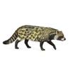 Collecta African Civet view 1
