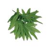 Club Pack of 12 Green Fern Leaf Tropical Island Luau Party Bracelets Costume Accessory 10" view 1