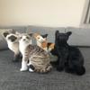 TigerHart Stefan The Siamese Cat - 14 Inch Stuffed Animal Plush view 2