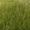 Woodland Scenics FS625 Static Grass, Dark Green 12mm view 2