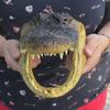 10" Alligator Head From a 6 Foot Louisiana Gator Taxidermy Swamp Wars view 2