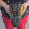 10" Alligator Head From a 6 Foot Louisiana Gator Taxidermy Swamp Wars view 3