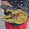 10" Alligator Head From a 6 Foot Louisiana Gator Taxidermy Swamp Wars view 4