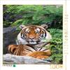 CALVENDO Puzzle The Tiger - a Striped Hunter 1000 Pieces 48 x 64 cm from Cloudtail The Snow Leopard view 1
