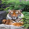 CALVENDO Puzzle The Tiger - a Striped Hunter 1000 Pieces 48 x 64 cm from Cloudtail The Snow Leopard view 2