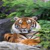 CALVENDO Puzzle The Tiger - a Striped Hunter 1000 Pieces 48 x 64 cm from Cloudtail The Snow Leopard view 3