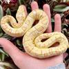Safari Ltd. Albino Burmese Python Figurine - Lifelike 5.5" Snake Figure - Educational Toy for Boys, Girls, and Kids Ages 3+ view 2