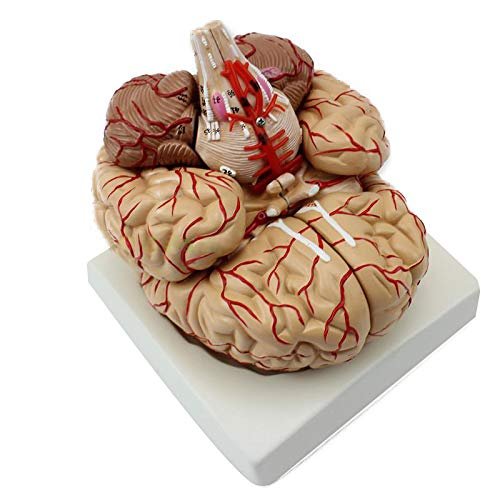BONEW Brain Model with Digital Indicator Anatomy Life Size Human Anatomical Brain Professional Medical Organ for Teaching Model
