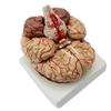 BONEW Brain Model with Digital Indicator Anatomy Life Size Human Anatomical Brain Professional Medical Organ for Teaching Model view 1