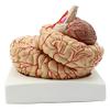 BONEW Brain Model with Digital Indicator Anatomy Life Size Human Anatomical Brain Professional Medical Organ for Teaching Model view 2