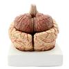 BONEW Brain Model with Digital Indicator Anatomy Life Size Human Anatomical Brain Professional Medical Organ for Teaching Model view 3