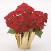 kurisumasupoinsetiapotto berubettopoinsetiapotto view 1