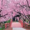 1000 Piece Jigsaw Puzzle Tenkaichi Cherry Lofty Ruins of a Castle - Nagano (50  75cm) view 1