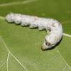 Coastal Silkworms Educational Silkworm Bombyx Mori Life Science Live Egg Kit v2.0 view 3