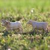 2019 43240 Charolais Cows view 2