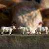 2019 43240 Charolais Cows view 3