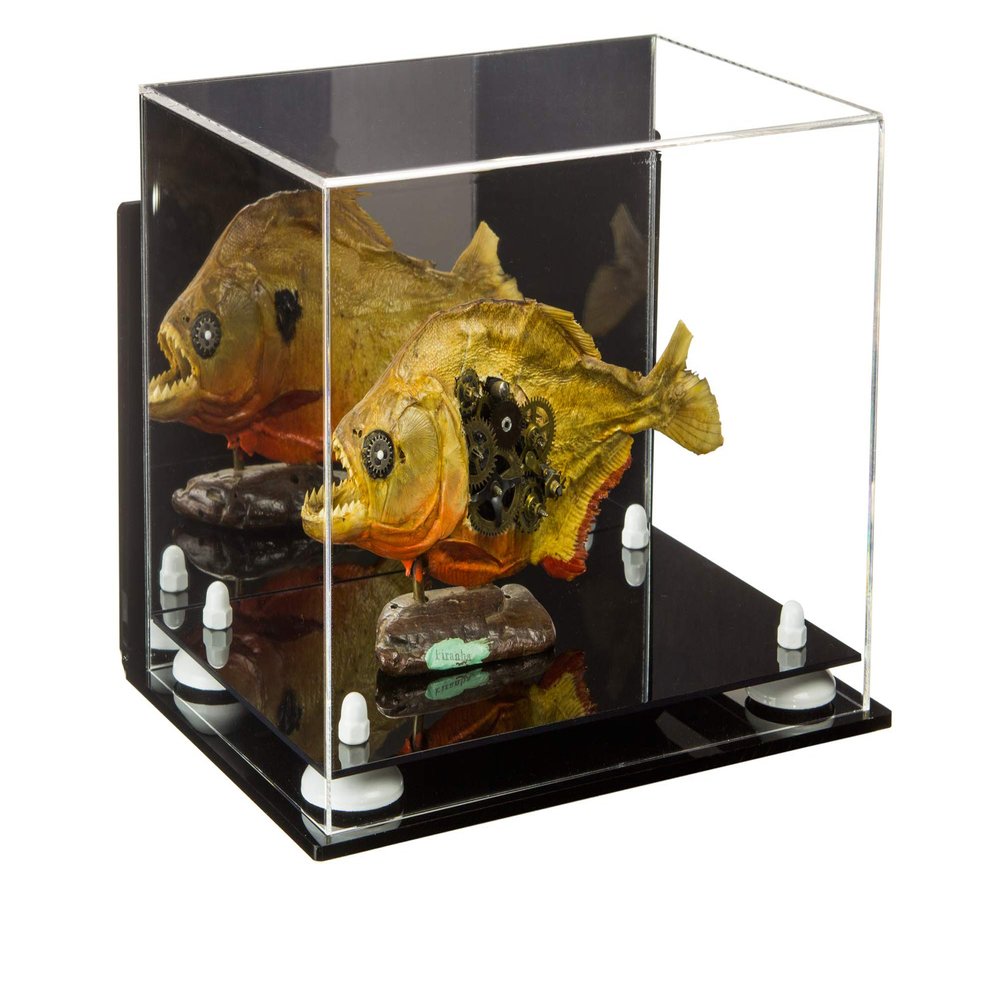 Better Display Cases Versatile Acrylic Display Case - Medium Rectangle Box with Mirror, Wall Mount and White Risers 12" x 8.25" x 8" (A004-WR)