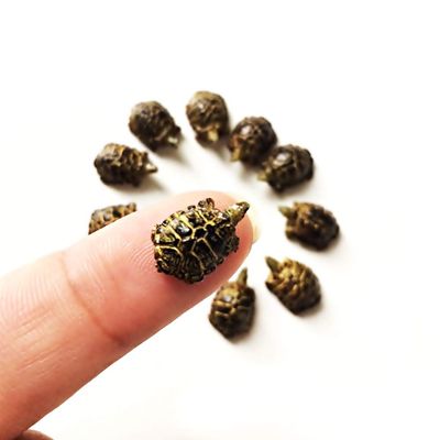 An_Shop 10pcs Artificial Animal Accessories Clay Turtle Tortoise Packs Miniature Figurine Mini Decorative for DIY Ornament Craft DIY Dollhouse