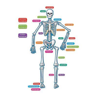 Fun Express Magnetic Human Skeleton - Educational Science Teaching Aid for Kids - Interactive Anatomy Model Classroom & Homeschool Learning - Ideal for Biology Lessons Hands-On Learning - 40 Pieces