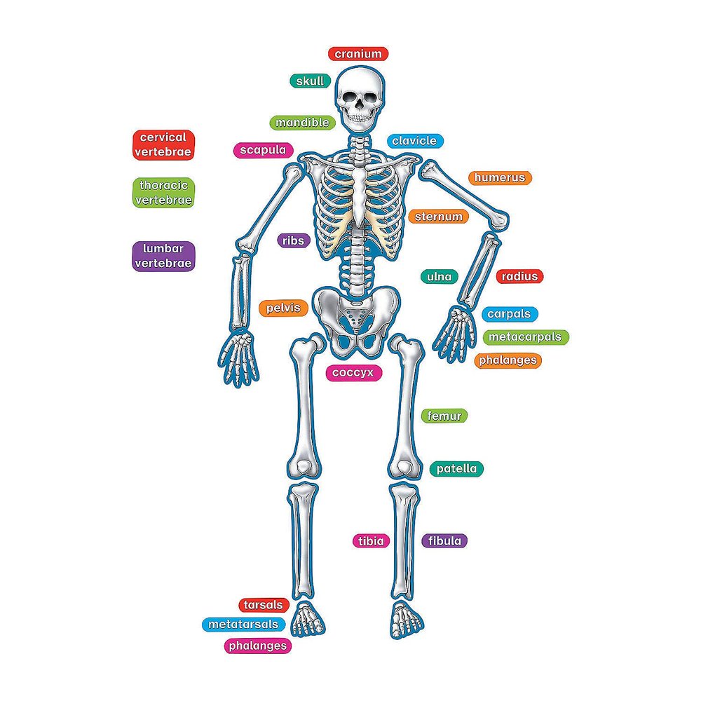 Fun Express Magnetic Human Skeleton - Educational Science Teaching Aid for Kids - Interactive Anatomy Model Classroom & Homeschool Learning - Ideal for Biology Lessons Hands-On Learning - 40 Pieces