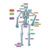 Fun Express Magnetic Human Skeleton - Educational Science Teaching Aid for Kids - Interactive Anatomy Model Classroom & Homeschool Learning - Ideal for Biology Lessons Hands-On Learning - 40 Pieces view 1