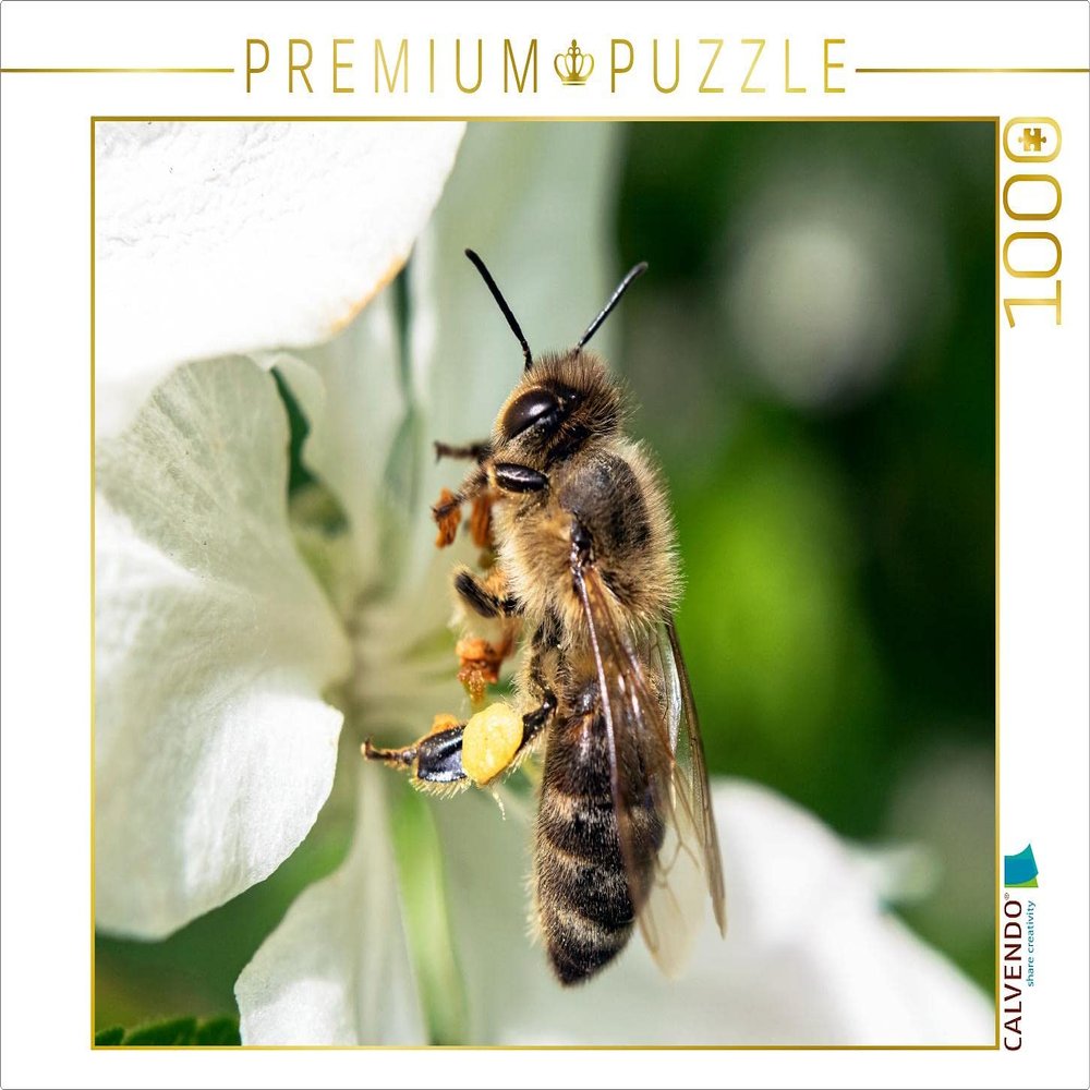 CALVENDO Puzzle Bee Very Close 1000 Pieces 64 x 48 cm from Andrea Dreegmeyer