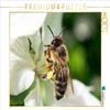 CALVENDO Puzzle Bee Very Close 1000 Pieces 64 x 48 cm from Andrea Dreegmeyer view 1