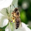 CALVENDO Puzzle Bee Very Close 1000 Pieces 64 x 48 cm from Andrea Dreegmeyer view 2