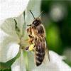 CALVENDO Puzzle Bee Very Close 1000 Pieces 64 x 48 cm from Andrea Dreegmeyer view 3