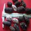 50 Large Owl Pellet Pack (2+ inch) view 1