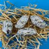 50 Large Owl Pellet Pack (2+ inch) view 4