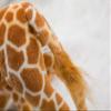 40" Big Plush Giraffe Giant Large Soft Doll Kid Gift Stuffed Animal 100cm view 4