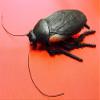 SUMAG Jumbo Rubber Roach Magic Tricks Prank Roach Prop Appearing Magic Stage Close up Street Bar Party Gimmick Classic Toy Funny view 2