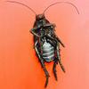 SUMAG Jumbo Rubber Roach Magic Tricks Prank Roach Prop Appearing Magic Stage Close up Street Bar Party Gimmick Classic Toy Funny view 3