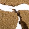 Sand Ant Farm L (Formicarium (Anthill, Formicarium, Educational, Ants) view 4