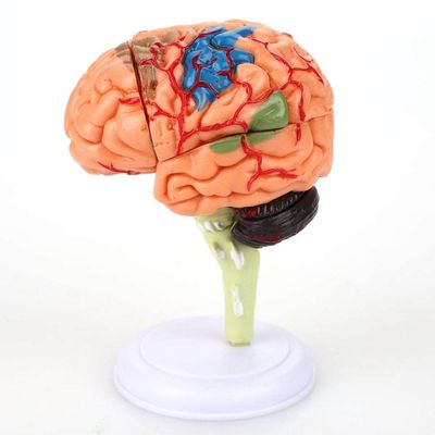 4D Disassembled Mankind Brain Structural Anatomy Model 32 Parts for Medical Training Tool School Teaching Aid