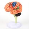 4D Disassembled Mankind Brain Structural Anatomy Model 32 Parts for Medical Training Tool School Teaching Aid view 1