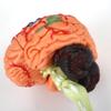 4D Disassembled Mankind Brain Structural Anatomy Model 32 Parts for Medical Training Tool School Teaching Aid view 2