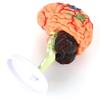 4D Disassembled Mankind Brain Structural Anatomy Model 32 Parts for Medical Training Tool School Teaching Aid view 3