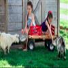 Berlin Flyer Sport Wagon - Model F410 - Amish Made in Ohio, USA - 10" No-Flat Tires (Blue) view 3