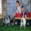 Berlin Flyer Sport Wagon - Model F410 - Amish Made in Ohio, USA - 10" No-Flat Tires (Orange) view 4