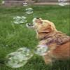 4 Pack Bacon Bubbles and Peanut Butter Bubbles - Two 8oz Bottles of Each - Non Toxic, Tear Free and Safe for Dogs and Kids view 4