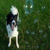 Peanut Butter Scented Dog Bubbles - 4 Pack - Non Toxic, Tear Free and Safe for Dogs and Children view 4