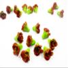 1:6 Fashion Doll 10 Red Lettuce Salad Fresh Vegetable Clay Miniature Garden view 1