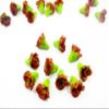1:6 Fashion Doll 10 Red Lettuce Salad Fresh Vegetable Clay Miniature Garden view 2