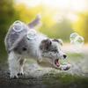 Bacon and Peanut Butter Scented Bubbles for Dogs - One 8oz Bottle of Each! 100% Non Toxic, Tear Free and Safe for Dogs and Kids view 4